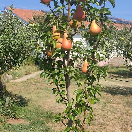 Hotel Cider&Squash, Grncarska 8, Prnjavor Batocina Dış mekan fotoğraf