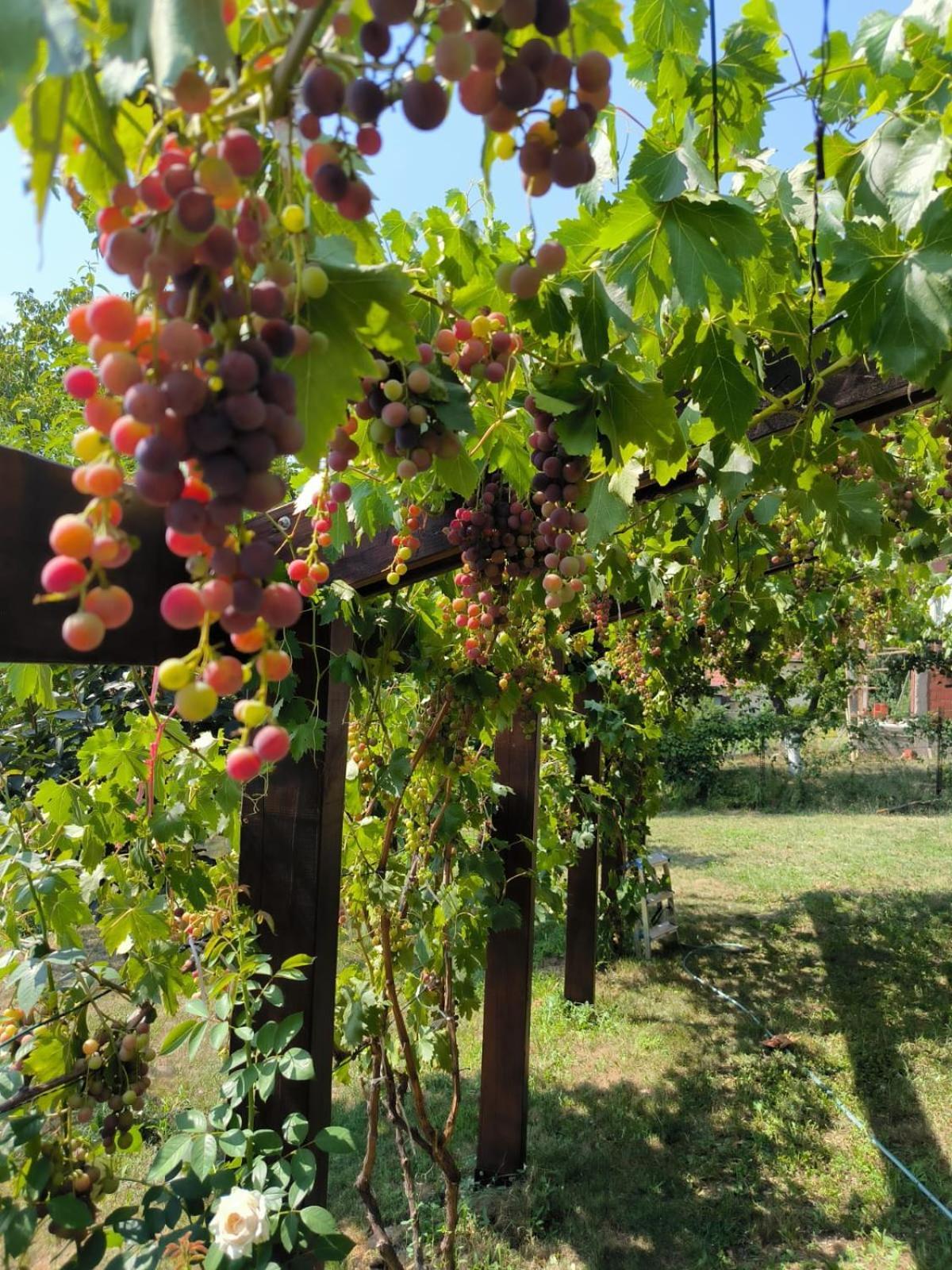 Hotel Cider&Squash, Grncarska 8, Prnjavor Batocina Dış mekan fotoğraf
