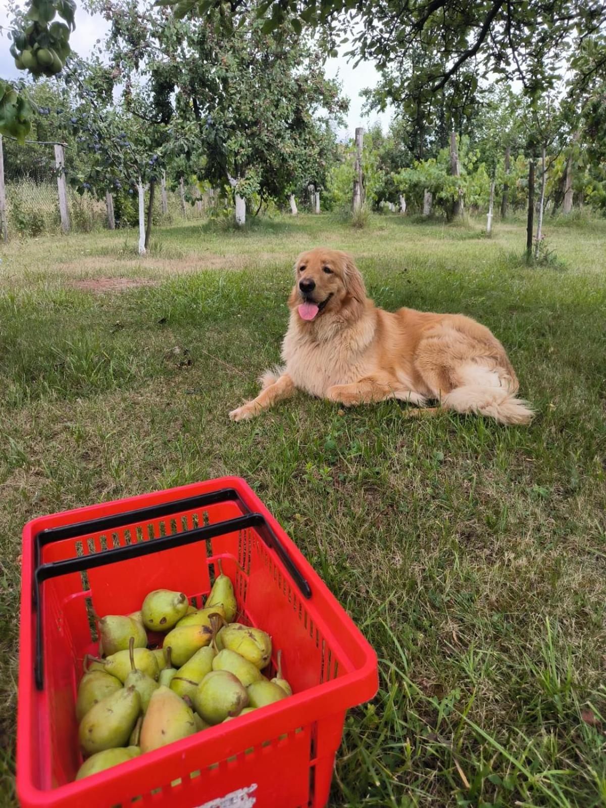 Hotel Cider&Squash, Grncarska 8, Prnjavor Batocina Dış mekan fotoğraf
